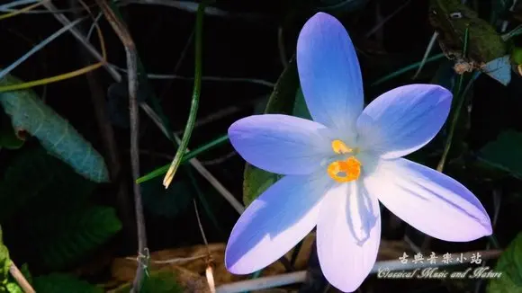 Bach: The Well-Tempered Clavier Book 1; Fugue No. 7 E Flat Major, Bwv 852