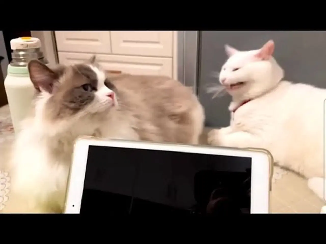 Laugh and you have to restart the video!