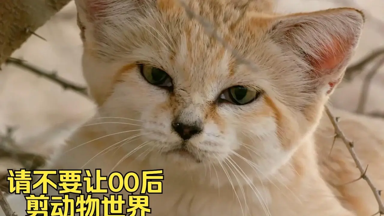 宝子们天天开心呀 请不要让00后剪动物世界之沙丘猫