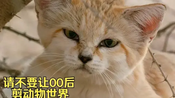 寶子們天天開心呀 請不要讓00後剪動物世界之沙丘貓