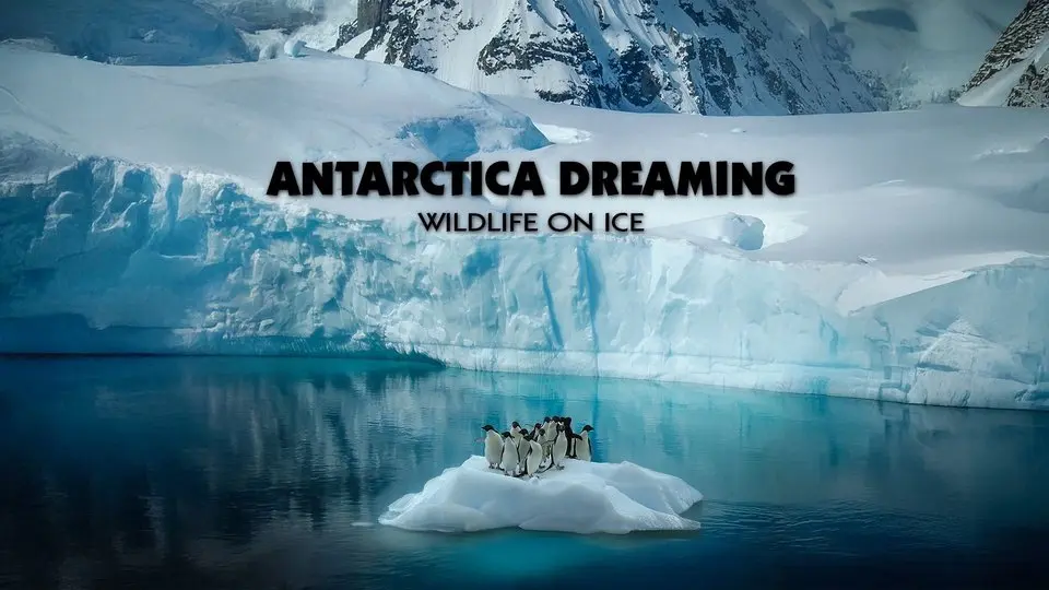 Antarctica Dreaming: Wildlife on Ice