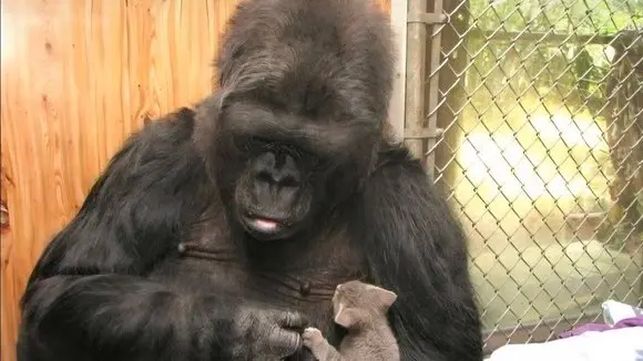 The Most Emotional Animal Story Ever – Koko the Gorilla