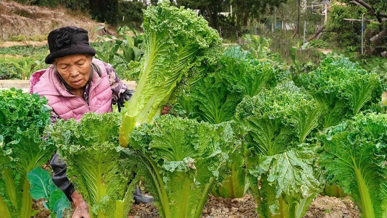 All videos from Grandma Yulin: How to make cabbage delicious? Grandma prepares 100 pounds of cabbage herself—tangy, crisp, and perfectly appetizing with rice.